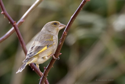 Carduelis chloris - Verdier d'Europe - Greenfinch