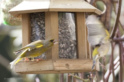 Carduelis chloris - Verdier d'Europe - Greenfinch