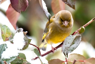 Carduelis chloris - Verdier d'Europe - Greenfinch