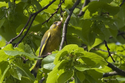 Carduelis chloris - Verdier d'Europe - Greenfinch