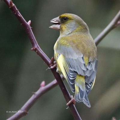 Carduelis chloris - Verdier d'Europe - Greenfinch