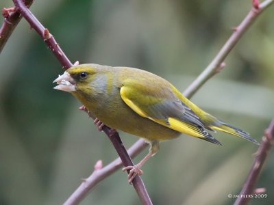 Carduelis chloris - Verdier d'Europe - Greenfinch