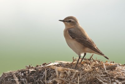 Oenanthe oenanthe - Traquet motteux - Northern Wheatear