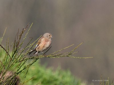 Linaria cannabina - Linotte mlodieuse - Common Linnet