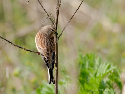 Linaria cannabina - Linotte mlodieuse - Common Linnet