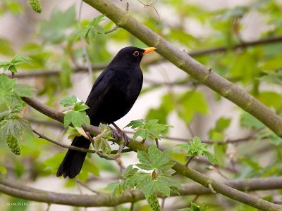 Turdus merula - Merle noir -Common Blackbird