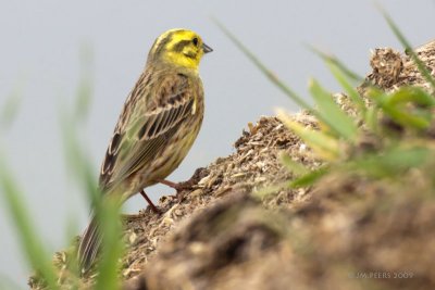 Emberiza citrinella - Bruant jaune - Yellowhammer