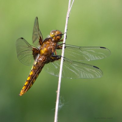 Libellula depressa