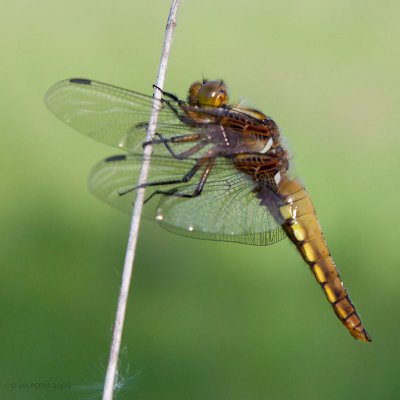 ODONATAE - (libellules et demoiselles - dragonflies and damsels)