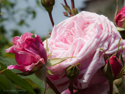 Roses anciennes