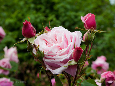 Roses anciennes