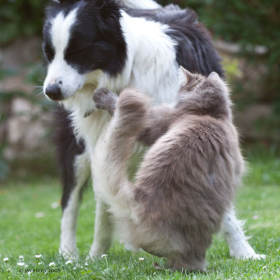 Border Collie