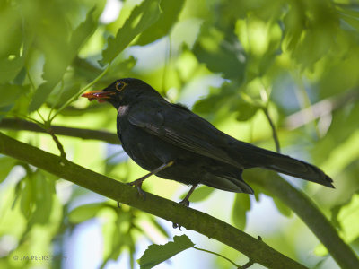 Turdus merula - Merle noir -Common Blackbird