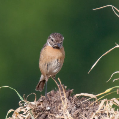 Saxicola rubicola - Tarier ptre - European Stonechat