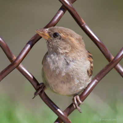 Passer domesticus - Moineau domestique - House Sparrow