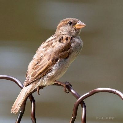 Passer domesticus - Moineau domestique - House Sparrow