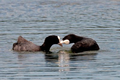 Fulica atra