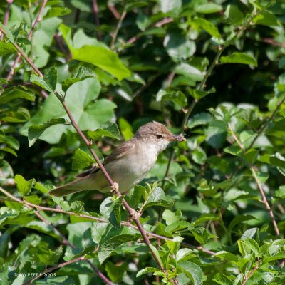 Sylvia communis - Fauvette grisette - Common Whitethroat