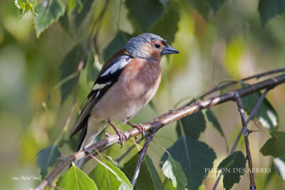 Fringilla coelebs - Pinson des arbres - Common Chaffinch