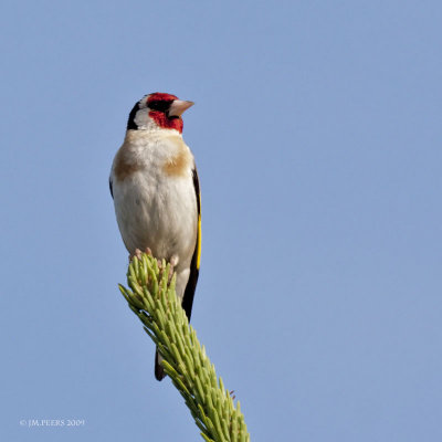 Carduelis carduelis - Chardonneret lgant - Goldfinch