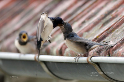 Hirundo rustica - Hirondelle rustique - Barn Swallow