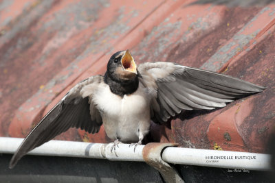 Hirundo rustica - Hirondelle rustique - Barn Swallow