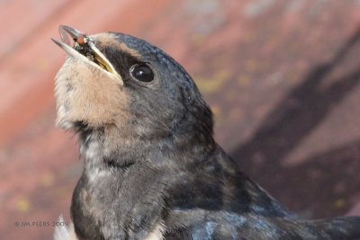 Hirundo rustica - Hirondelle rustique - Barn Swallow