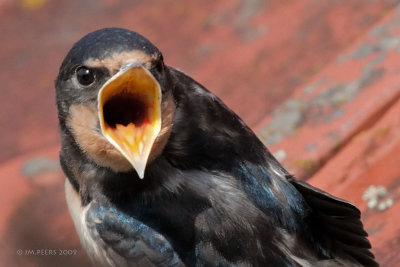 Hirundo rustica - Hirondelle rustique - Barn Swallow