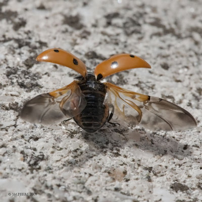 Coccinella septempunctata