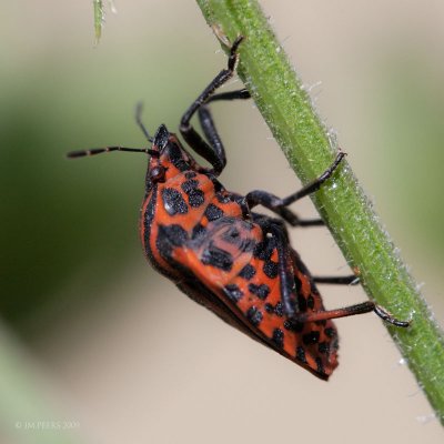 Graphosoma lineatum (Graphosoma italicum)