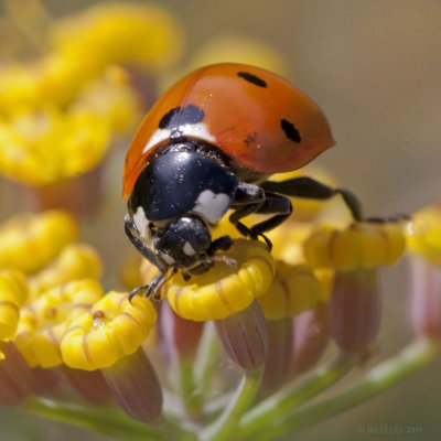 Coccinella septempunctata