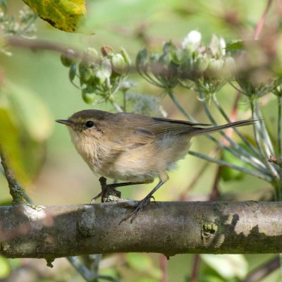 Phylloscopus collybita - Pouillot vloce - Common Chiffchaff