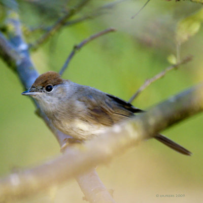 Sylvia atricapilla - Fauvette  tte noire - Eurasian Blackcap