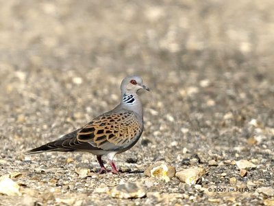 Streptopelia turtur