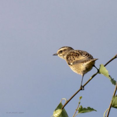 Saxicola rubetra - Tarier des prs - Whinchat