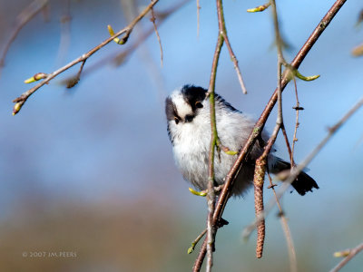 Aegithalos caudatus - Msange  longue queue - Long-tailed Tit