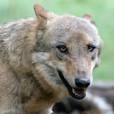 Loup gris commun - canis lupus lupus - grey wolf