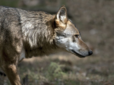Loup gris commun - canis lupus lupus - grey wolf