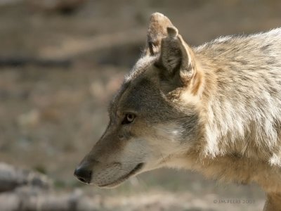 Loup gris commun - canis lupus lupus - grey wolf