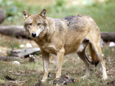 Loup gris commun - canis lupus lupus - grey wolf
