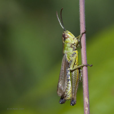 ORTHOPTERAE - (sauterelles et criquets - grasshoppers)