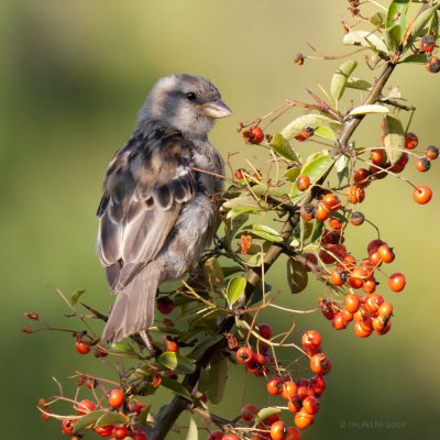 Passer domesticus - Moineau domestique - House Sparrow