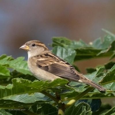 Passer domesticus - Moineau domestique - House Sparrow