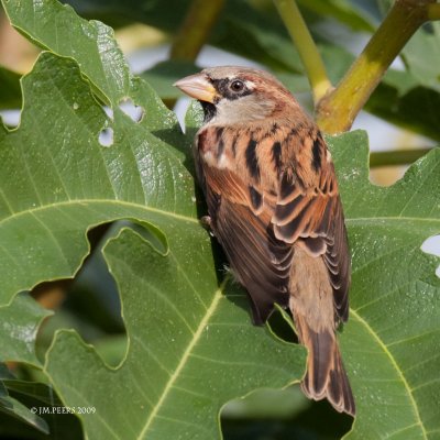 Passer domesticus - Moineau domestique - House Sparrow