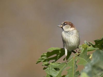 Passer domesticus - Moineau domestique - House Sparrow