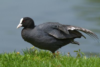 foulque macroule - fulica atra - common coot