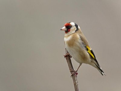 Carduelis carduelis - Chardonneret élégant - Goldfinch