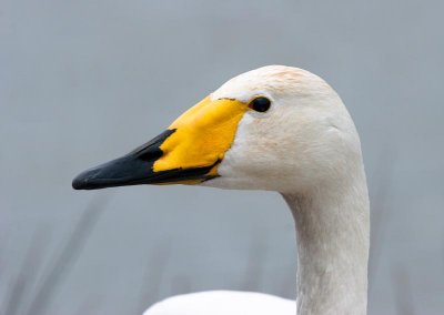 Cygnus cygnus - Cygne chanteur - Whooper Swan
