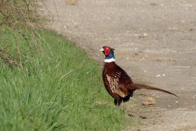 Faisans et perdrix / Pheasants and Partridges