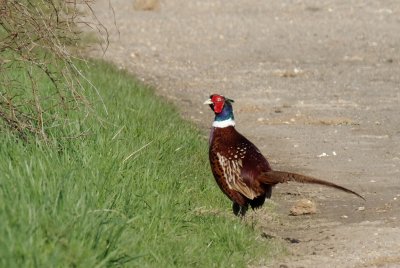 Phasianus colchicus